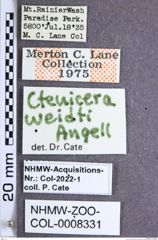 Etiketten zu Nitidolimonius weidti (Angell, 1892) (NHMW-ZOO-COL-0008331)